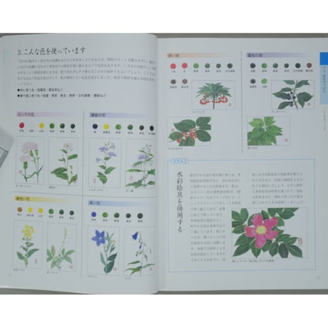 やさしい花と実のはがき絵 彩色の仕方、下絵つき 増渕澄子 日貿出版社
