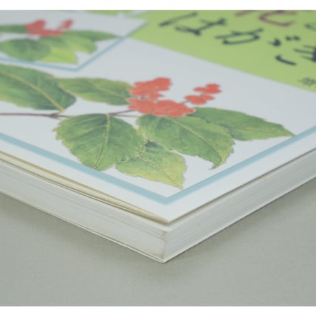 やさしい花と実のはがき絵 彩色の仕方、下絵つき 増渕澄子 日貿出版社
