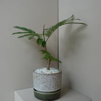 エバーフレッシュ