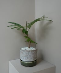 エバーフレッシュ