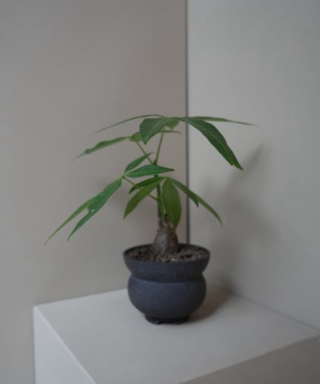 パキラ