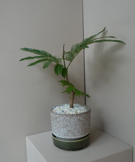 エバーフレッシュ