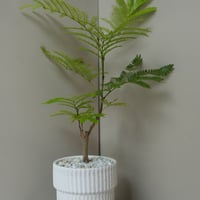 エバーフレッシュ