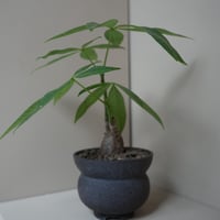 パキラ