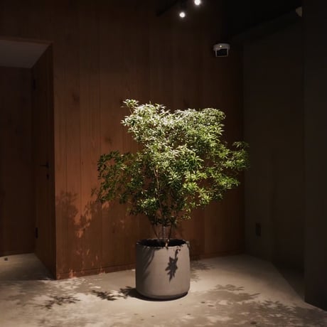 店舗・オフィスの生け込みからイベント・ポップアップの装花