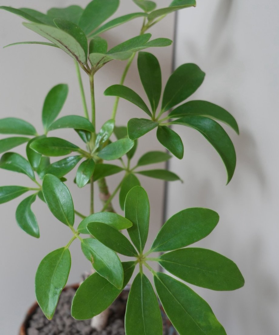 6a70260a3fd2e10044c39409