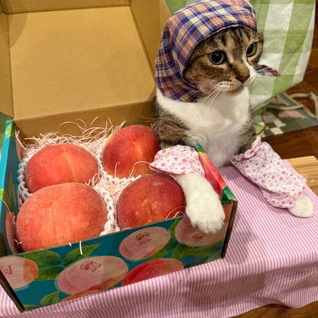 ココニャエンタープライズ