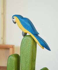 ルリコンゴウインコ　/　オストハイマー