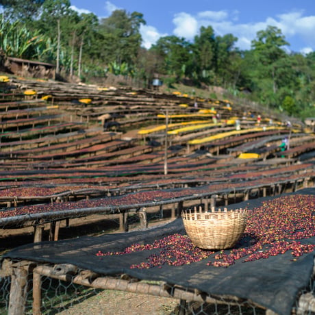 ETHIOPIA Aricha Natural / 100g