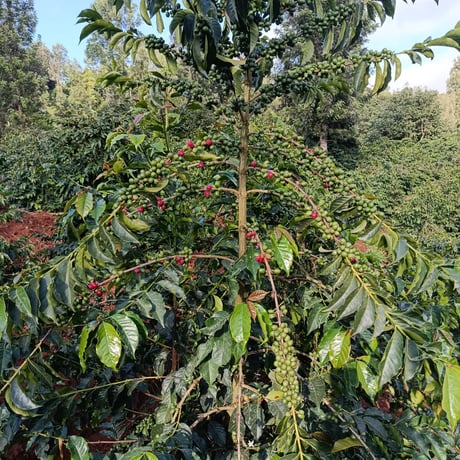 KENYA Kihuro Natural / 100g