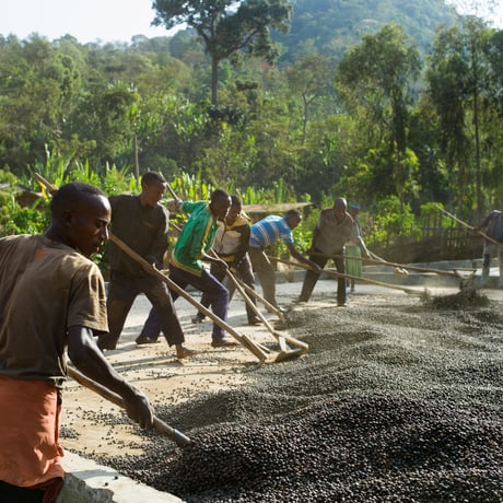 ETHIOPIA Aricha Natural / 100g