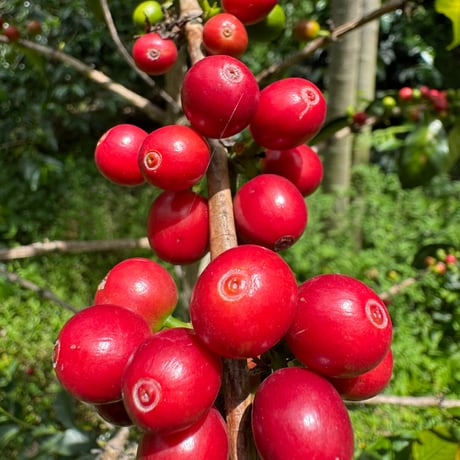 【SPECIAL】ECUADOR Fincas Del Putushio San Pedro Typica Mejorado / 100g