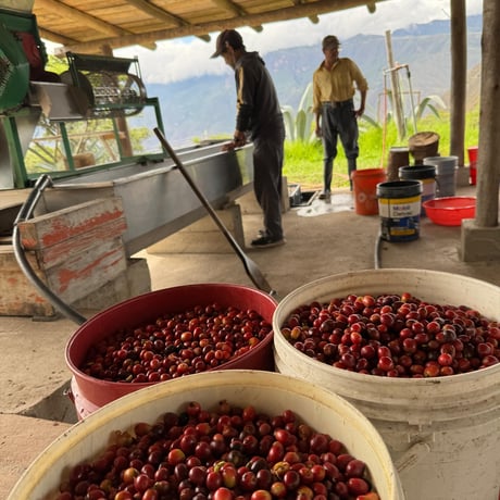 【SPECIAL】ECUADOR Fincas Del Putushio San Pedro Typica Mejorado / 100g