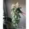 𓅯Artichoke Garland with Ribbon　No.165