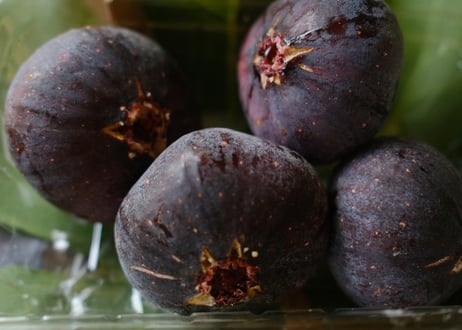 黒いちじくのテリーヌショコラ