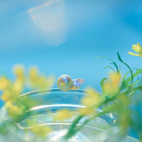 3月26日金魚真珠