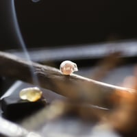 10月25日金魚真珠