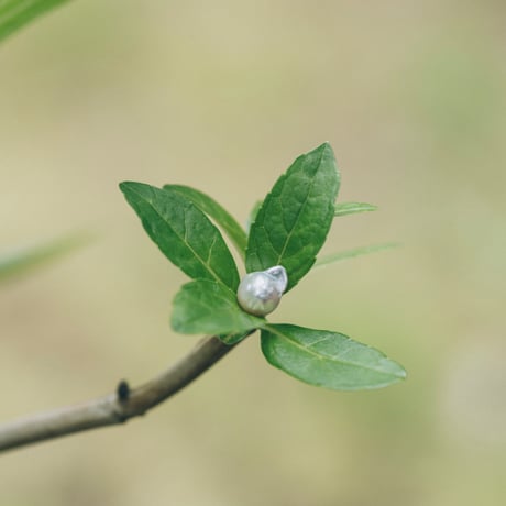 5月24日金魚真珠