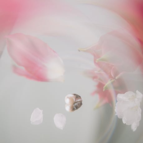 4月11日金魚真珠