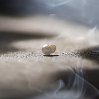 10月28日金魚真珠