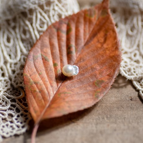 11月26日金魚真珠
