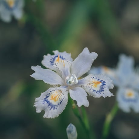 5月29日金魚真珠