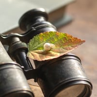 11月14日金魚真珠
