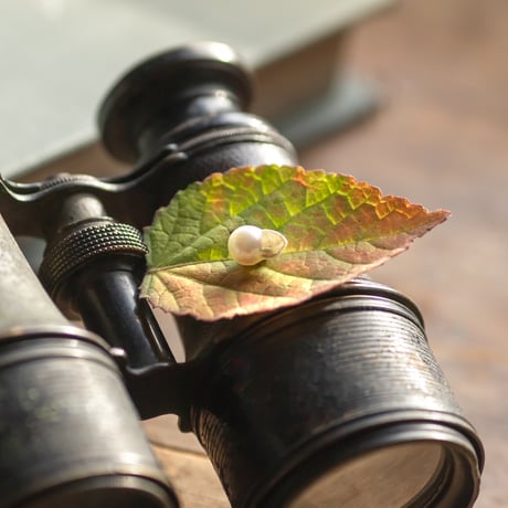 11月14日金魚真珠