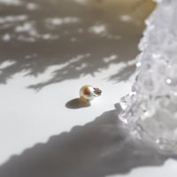 12月8日金魚真珠