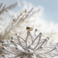 12月4日金魚真珠
