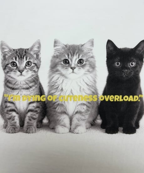 【siro de la bonte | '27 Spring Collection】soft cotton dog or cat? Tshirt(ユニセックス） R713227