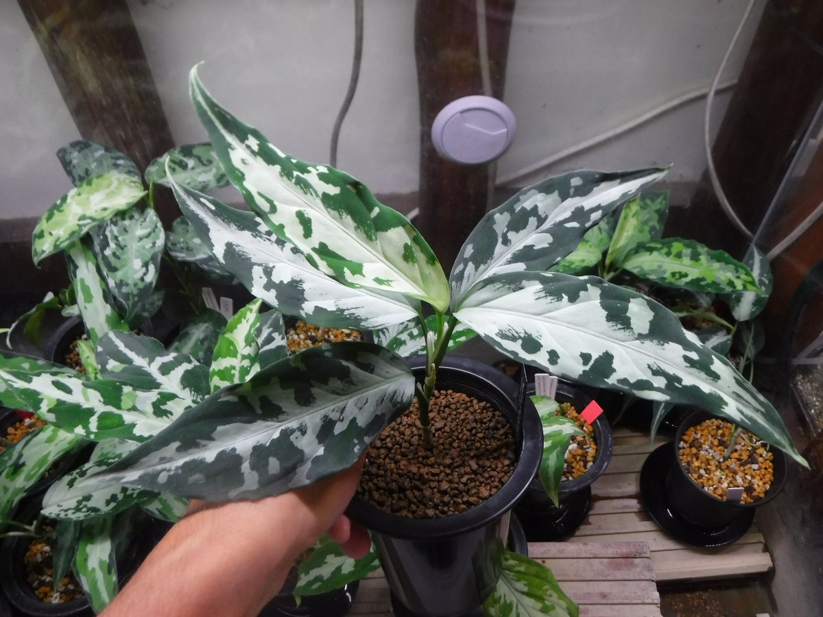 アグラオネマ ピクタム 氷肌玉骨 Aglaonema pictum A '氷肌玉骨' | Green Note