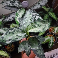 Aglaonema pictum tricolor LA0514-4T（Selected clone）
