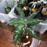 Aglaonema pictum tricolor Aceh, Sumatera, LA0616-05