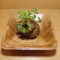 コルオリジナル軽石器中&ウッド器セット202608092