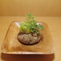 コルオリジナル軽石器中&ウッド器セット20260809