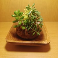 コルオリジナル軽石器&ウッド器セット20260725