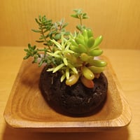 コルオリジナル軽石器&ウッド器セット202607252