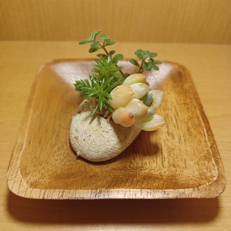 コルオリジナル軽石器&ウッド器セット202608095