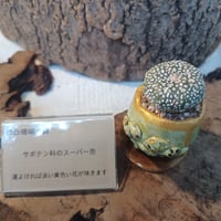 凹凸珊瑚コルオリジナル陶器202695