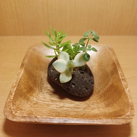 コルオリジナル軽石器&ウッド器セット202608093