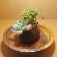 コルオリジナル軽石器&ウッド器セット202607152