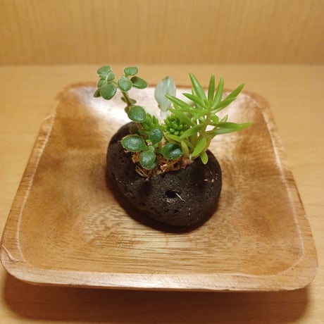 コルオリジナル軽石器&ウッド器セット202608093