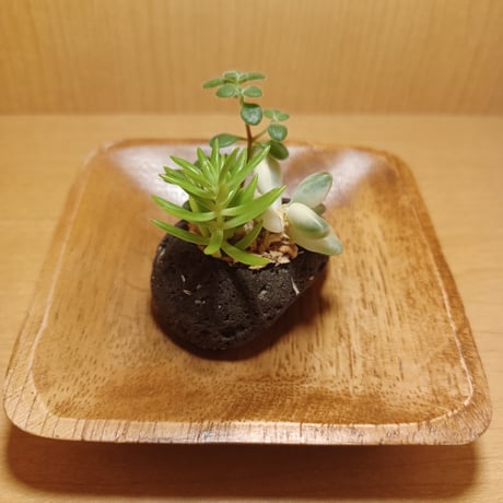 コルオリジナル軽石器&ウッド器セット202608093