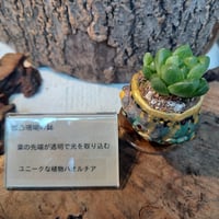 凹凸珊瑚コルオリジナル陶器20260905