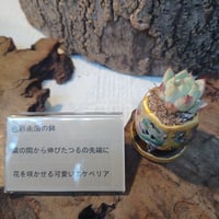 南国色彩コルオリジナル陶器202695