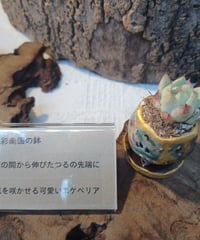 南国色彩コルオリジナル陶器202695