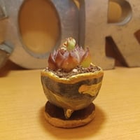宇宙浮遊柄鉢20261021