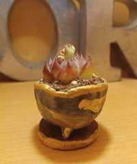 宇宙浮遊柄鉢20261021