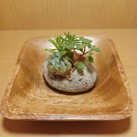 コルオリジナル軽石器中&ウッド器202608094